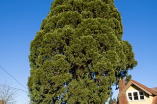 Rachel Thompson/News-Register##The sequoia at Northeast Sixth and Galloway streets would qualify as a landmark or significant tree under proposed city natural resources protections. Any tree measuring over 36 inches in diameter at breast height (DBH) would qualify as significant, while landmark trees will be nominated by property owners.