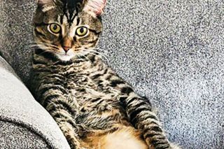 Submitted photo##Pickles enjoys sitting like a human on the couch of her owner, Mary Davis of Lafayette. Davis adopted the gray tabby two years ago.