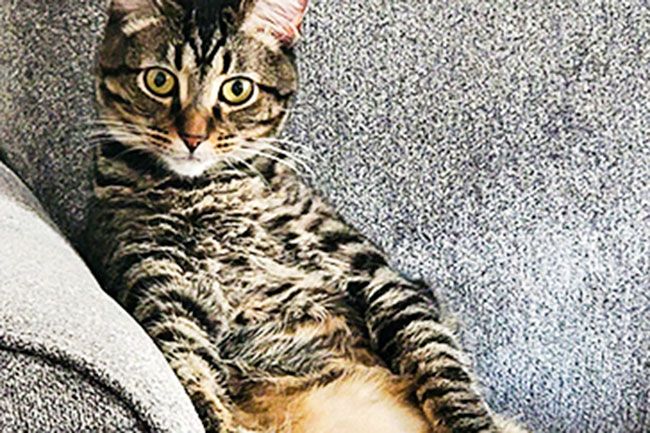 Submitted photo##Pickles enjoys sitting like a human on the couch of her owner, Mary Davis of Lafayette. Davis adopted the gray tabby two years ago.