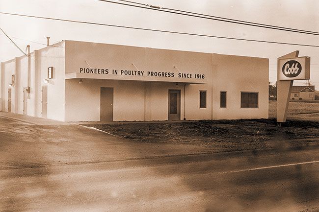 ##(Feb. 16, 1966) Cobb Incorporated, McMinnville&rsquo;s newest industry, is now in full production at its site on Lafayette Avenue, The plant, which employs 12 persons, is hatching an average of 35,000 chicks per week to be shipped to almost every country in the world.