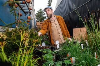 Rusty Rae/News-Register##Lee McCollins arranges plants and accessories in his new garden shop, Berry Creek Garden, behind Mac Market in McMinnville. The shop, which opens March 7, sells native plants and specimens that will thrive in Oregon&rsquo;s climate, &ldquo;with proper care,&rdquo; he said.
