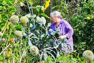 Submitted photo##Vicki Gunn, one of Edible Landscapes&rsquo; Bounty Share volunteers, picks excess vegetables to give to the YCAP food bank in the fall of 2025. Between September and November, the program brought in 4,000 pounds of food. Charlene Doland of Edible Landscapes said she hopes Bounty Share will collect even more this year.