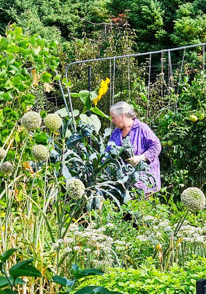 Submitted photo##Vicki Gunn, one of Edible Landscapes&rsquo; Bounty Share volunteers, picks excess vegetables to give to the YCAP food bank in the fall of 2025. Between September and November, the program brought in 4,000 pounds of food. Charlene Doland of Edible Landscapes said she hopes Bounty Share will collect even more this year.