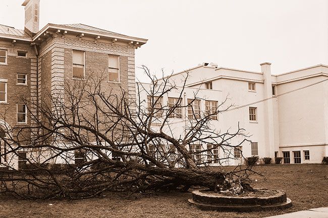 ##(March 5, 1956) Victim of high winds which lashed Yamhill County early Saturday morning was this tree on the lawn at McMinnville High School. It was one that had shaded the lawn next to the street since Highway 99W was described in deeds as &ldquo;the county road leading north from the north end of &lsquo;B&rsquo; Street.&rdquo;