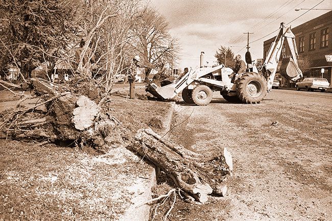##(March 9, 1981) A Dayton city crew last week removed several old hawthorne trees around city park, making room for new Armstrong Maples and Scarlet Sentinel trees to be planted this week. The new trees have been donated by Carlton Nursery Co. and will be planted, pruned and watered by the company for the first year. The new trees, especially grown for city beautification projects, will be 14 to 16 feet tall. At least seven of the old hawthornes were left standing because they are something of a rarity for this area, according to City Recorder Janice Church. ##(March 9, 1981) A Dayton city crew last week removed several old hawthorne trees around city park, making room for new Armstrong Maples and Scarlet Sentinel trees to be planted this week. The new trees have been donated by Carlton Nursery Co. and will be planted, pruned and watered by the company for the first year. The new trees, especially grown for city beautification projects, will be 14 to 16 feet tall. At least seven of the old hawthornes were left standing because they are something of a rarity for this area, according to City Recorder Janice Church.