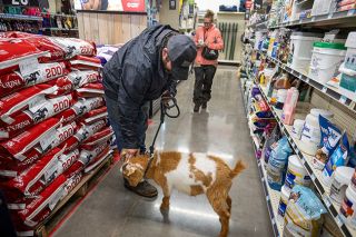 Rusty Rae/News-Register##Charlie, a Nigerian Dwarf goat, accepts scratches from his dad, Jeremy Jackson, while his mom, Tina Jackson, shops for medications at the new Tractor Supply store in McMinnville. The Jacksons adopted Charlie as a young kid after he was rejected by his nanny. Tractor Supply, which sells a variety of items in addition to animal supplies, welcomes pets in its store at Booth Bend and Highway 99W.