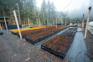 News-Register file photo/Rachel Thompson##Miller Woods&rsquo; native plant program is capable of growing 70,000 plants annually. However, a recent steep decline in federal plant purchases has left the conservation area scrambling to find more customers and additional funds to continue operations.