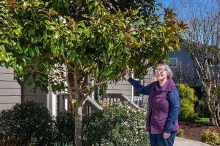 Rusty Rae/News-Register##June Hilton and her husband planted this magnolia tree when it was about 8 feet tall; it&rsquo;s more than double that height now. It produces showy dinner-plate size flowers that welcome visitors as they walk the curving concrete path that leads to the Hiltons&rsquo; front porch.