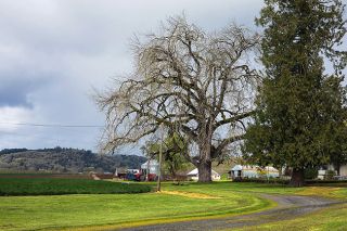 Rachel Thompson/News-Register##Located on Oldsville Road near Erratic Rock, just off Highway 18, the Baker-Russell Black Oak was added to the Oregon list of heritage trees in 2000. It already was 130 years old at the time.