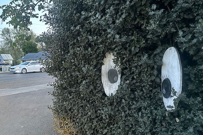 Kirby Neumann-Rea/News-Register##Large wooden googly eyes (with lashes) peer out of bushes along Southeast Main.