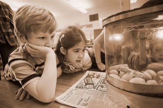 ## (April 22, 1981) Larry Bailey and Jill Duerfeldt, first graders in Shirley McDaniel&rsquo;s class at Adams Elementary School, keep a watchful eye on a newly hatched chick. Of two batches of eggs obtained from local people, 19 have hatched; eight more are due today or tomorrow, Mrs. McDaniel said. &ldquo;It&rsquo;s a neat springtime project,&rdquo; she added, &ldquo;I think the children have learned a lot, and it&rsquo;s always amazing to watch the process.&rdquo;
