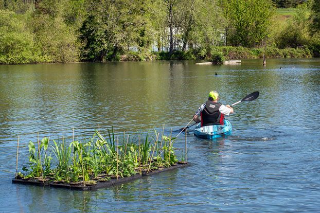 Emily Bonsant/News-Register##Willamina Code Enforcement Officer Jeff Rosenberry tows one of a dozen floating islands to its new home strapped to a pylon in the middle of Huddleston Pond. &ldquo;We wanted them to be far enough out and away to not snag when people cast while fishing,&rdquo; Rosenberry told the News-Register.