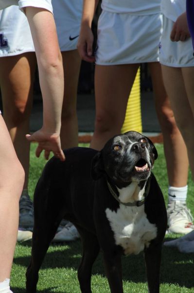 Photo courtesy of Amelia Solt##Linfield lacrosse&rsquo;s unofficial mascot, Aspen, cheering up the team after their final game together and a hard-fought 14-7 loss to Willamette University.