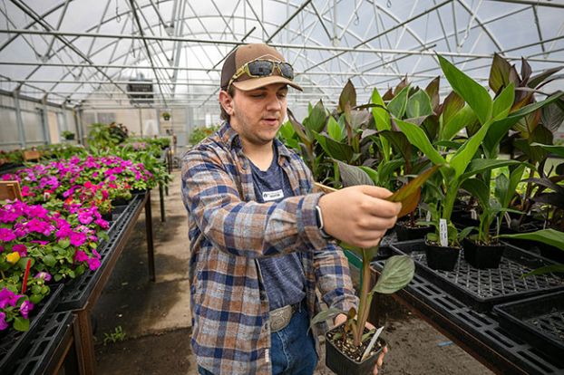 Rachel Thompson/News-Register##Standing beside a shelf full of pink impatiens, horticulture student Michael Wilson checks on a lily plant students grew for the Garden Shed. Dayton High&rsquo;s horticulture career pathway students and FFA members worked on the plant sale.