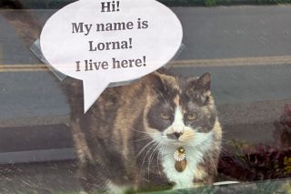 Kirby Neumann-Rea/News-Register##Lorna in her window at Third Street Veterinary Hospital, very much the lady of the manor.