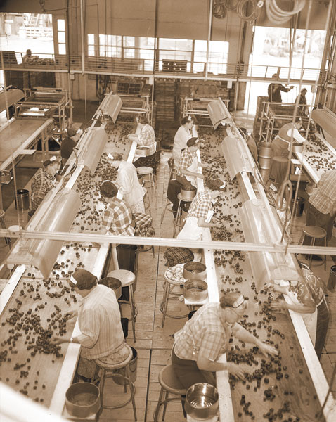 ##(June 1, 1956) First harvest of the strawberry crop passes over moving belts as nimble fingers sort berries during processing at Alderman Farms frozen foods. After sorting, the berries are mixed with sugar and placed into containers by machines for freezing.