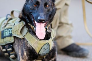 News-Register file photo##Yamhill County Sheriff&rsquo;s Office K9 Delta assisted in the apprehension of three suspects on June 10 and 11 in Willamina and Dundee. The 1-year-old Dutch Shepherd serves alongside Deputy Jeramiah Baker.