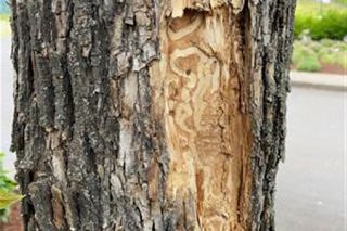 ODF photo##S-shaped galleries caused by emerald ash borer larvae feeding beneath the bark of a tree in Newberg. The Oregon Department of Forestry this week confirmed the presence of the invasive beetle that kills ash trees in Newberg, Tualatin and Silverton.