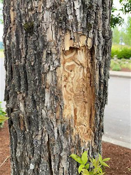 ODF photo##S-shaped galleries caused by emerald ash borer larvae feeding beneath the bark of a tree in Newberg. The Oregon Department of Forestry this week confirmed the presence of the invasive beetle that kills ash trees in Newberg, Tualatin and Silverton.