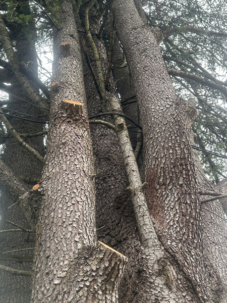 Kirby Neumann-Rea/News-Register##Utility lines weirdly weave through thick tree branches on Wilson Street.