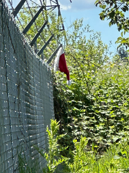 Kirby Neumann-Rea/News-Register##Somehow this Santa hat landed on barbed wire months ago.