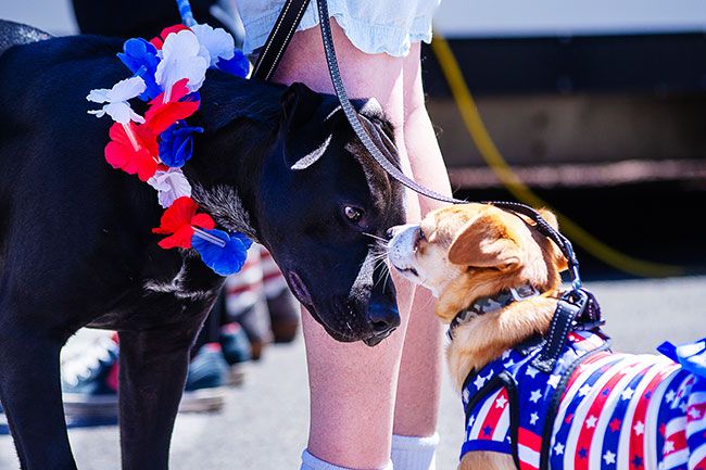 Rachel Thompson/News-Register##Pilot, of Monmouth, and Daphne, of Sheridan, greet each other during Fourth of July festivities in downtown Willamina.