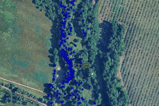 Image: Oregon Department of Forestry##Each blue dot represents an Oregon ash tree in Deer Creek Park that has been measured, tagged and inventoried online using the TreePlotter program. The county parks department is nearly finished with a similar process at all nine of its park properties as part of emerald ash borer plans.