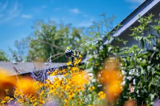 Rusty Rae/News-Register##A large bee sculpture hovers over Carlton&rsquo;s pollinator garden, watching real bees do their work. Garden organizer Robin Geck said the space is part of an effort to attract and protect the many species of native bees in the Willamette Valley. They play a huge role in assuring our food supply, she said.