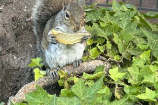 Kirby Neumann-Rea/News-Register##Anthony snacks on a potato chip she found, or had cached, in the ivy at Davis and Third.