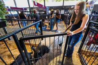 Rachel Thompson/News-Register file photo##Jody Wrighthouse, 15, guides her pig Frida back into the pen alongside Snoop Hogg before the livestock auction at last year s Yamhill County Fair.