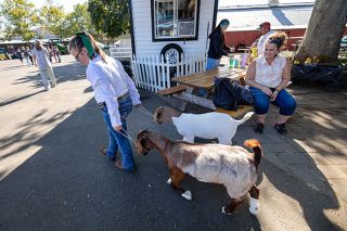 Rachel Thompson/News-Register##Dressed in her 4-H show clothing, Sadie Jeffries leads her young goats, Tally, foreground, and Thor, toward the ring as her mom Brittany looks on. Tally, the female, is feisty, she said, while Thor, the male, is &ldquo;a cuddlebug.&rdquo;