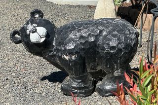 Kirby Neumann-Rea/News-Register##A booted bear wears a puzzled expression.