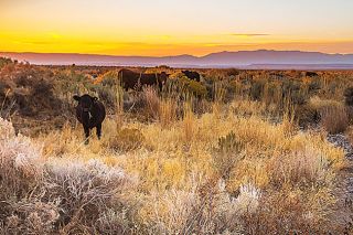 Greg Shine/Bureau of Land Management$$Cattle grazing on a federal Bureau of Land Management tract east of Steens Mountain in Eastern Oregon. The BLM manages nearly 14 million acres of public rangeland in Oregon and Washington.