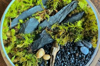 Submitted photo##Moss and black rocks decorate the interior of a terrarium. Julie Irby said the decorations start off green, then change colors with the seasons just as the forest does. They require little maintenance, as well.