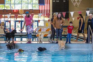 Rachel Thompson/News-Register##Dogs splash their way through the small pool as their owners look on from the deck during K-9 Kersplash on Saturday at the McMinnville Aquatic Center. The special dog-only event gave local pups a rare turn in the water before the pool closed for maintenance and painting. It is expected to reopen Sept. 28.