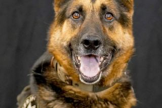Submitted photo##Ten-year-old YCSO police K-9 RoJo has helped take nearly 5,000 grams of narcotics off the streets.