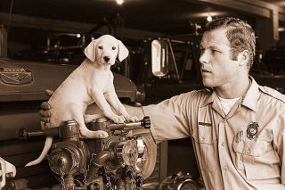 ## (Sept. 1, 1971) McMinnville firemen have a new mascot, courtesy Cliff Probasco, the newest full-time addition to the department. Probasco bought the Dalmatian puppy, pictured on the left, sitting on the front of one of the engines, as the department&rsquo;s mascot. Its name: Sparky, what else?