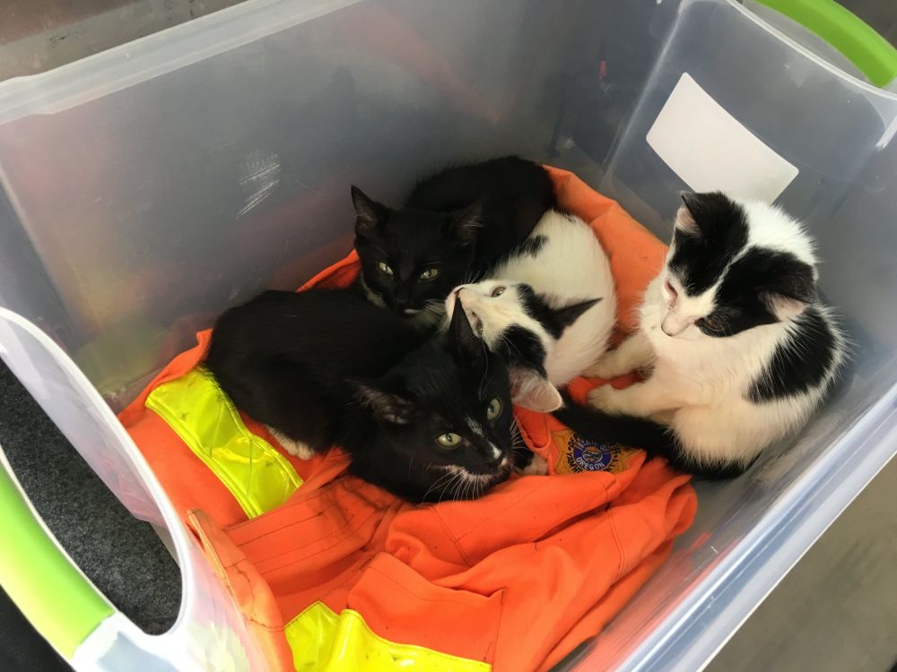 Yamhill County Sheriff s Office photo##Four kittens were found Monday at an illegal dump site west of McMinnville.