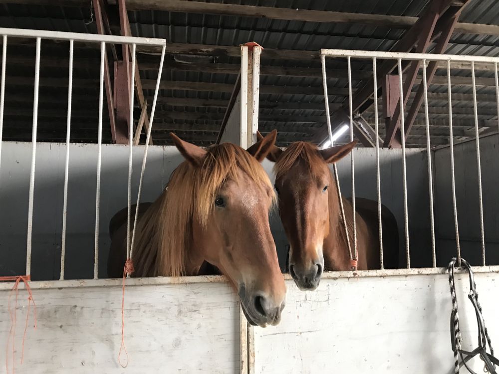 Dora Totoian/News-Register##Ben and Jerry, two Suffolk Punch horses displaced by the Riverside Fire, are taking shelter at the Yamhill County  Fairgrounds.