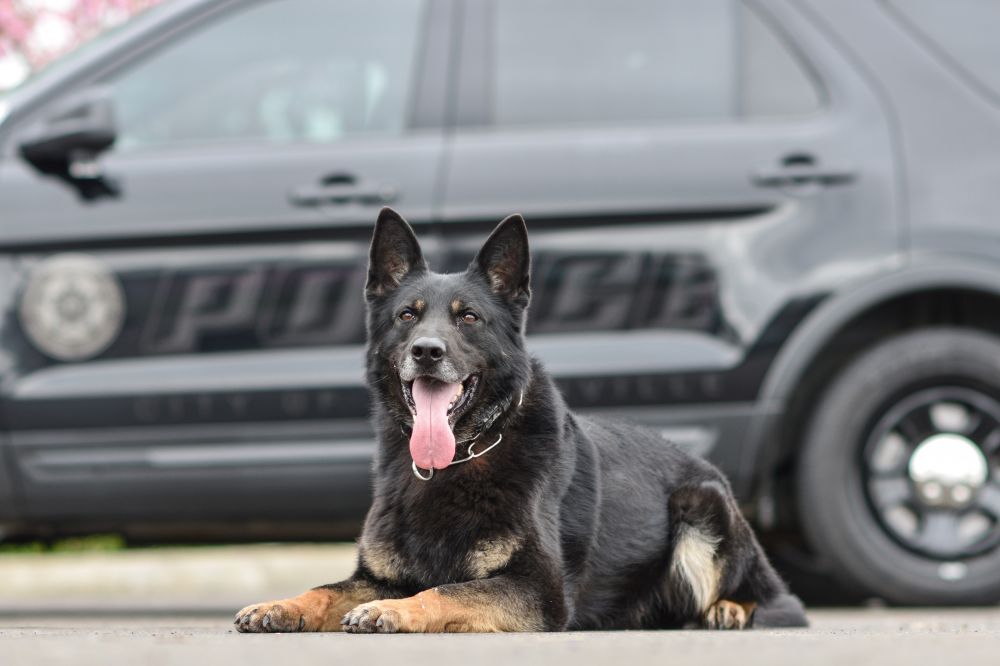 Photo courtesy McMinnville Police Department##K-9 Axell assisted with the arrest of the elude suspect.