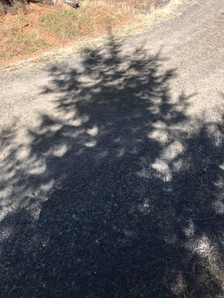Submitted by Janet Allardyce Ridgley##Crescent shapes shadows on fir trees after totality in McMinnville