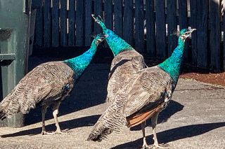 Photo by Cyndi Campbell##Residents near Orchard and Lafayette avenues are concerned about the free-ranging peacocks visiting their neighborhood. Photo by Cyndi Campbell##Residents near Orchard and Lafayette avenues are concerned about the free-ranging peacocks visiting their neighborhood.