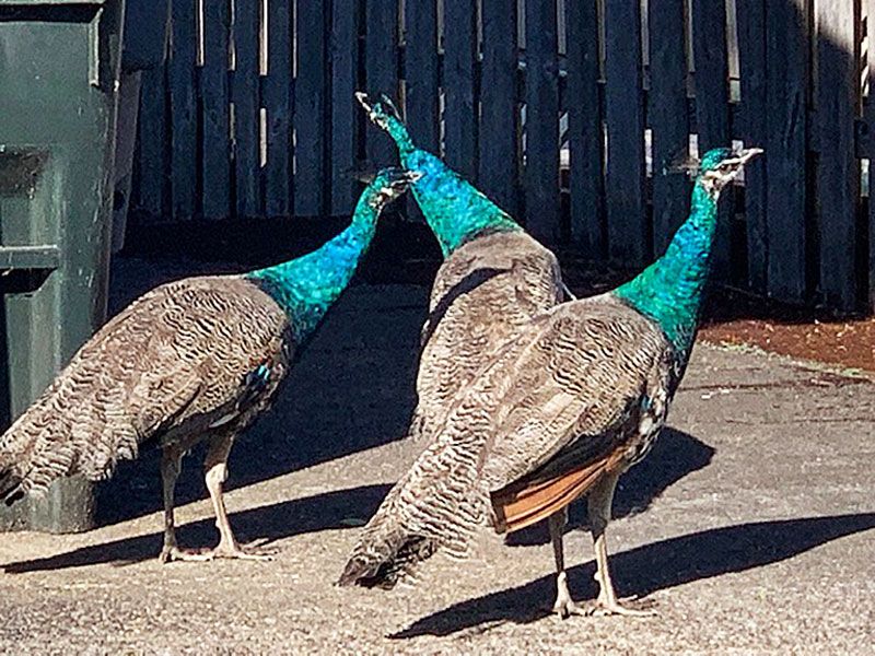 Photo by Cyndi Campbell##Residents near Orchard and Lafayette avenues are concerned about the free-ranging peacocks visiting their neighborhood.