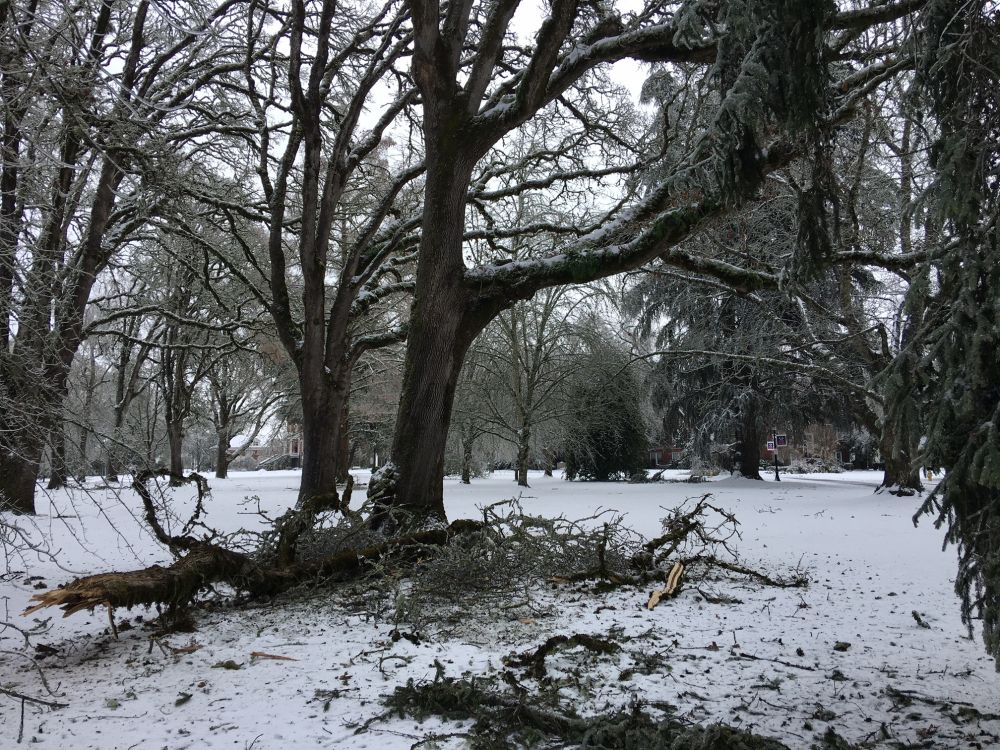 Rusty Rae/News-Register##Fallen branches litter the Linfield University Oak Grove during the ice and snow storm that hit this weekend. Many areas reported power outages as ice coated everything.