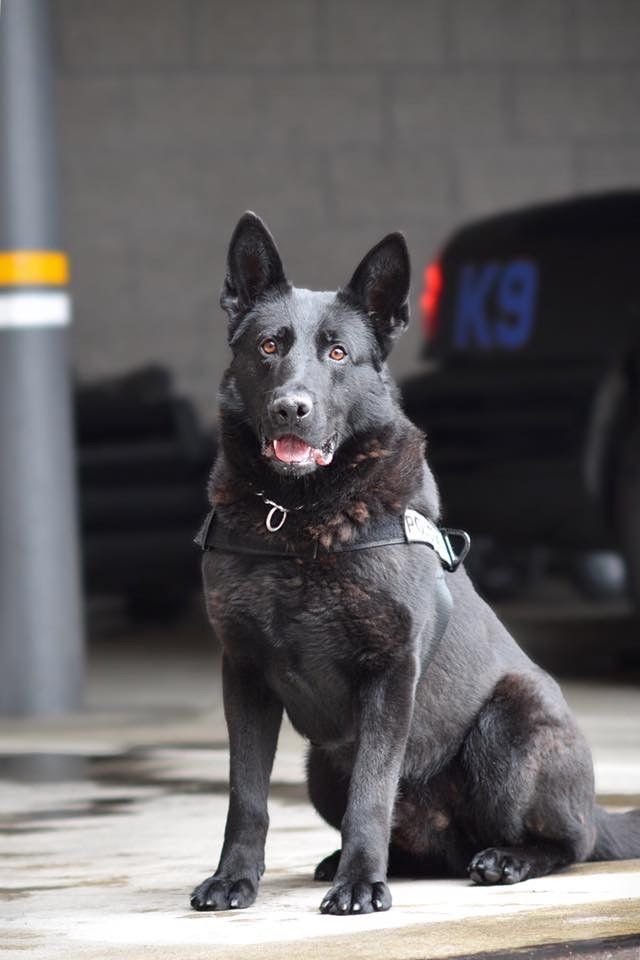 K-9 Tucker